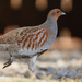 Gray Partridge - Photo (c) patrickgoa, some rights reserved (CC BY-NC), uploaded by patrickgoa