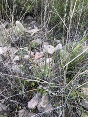 Anemone okennonii