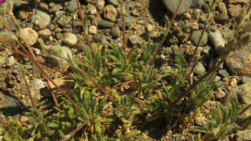 Montiopsis umbellata, photograph 5