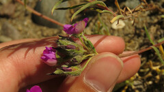 Montiopsis umbellata, photograph (c) Ariadna Tripaldi, some rights reserved (CC BY)