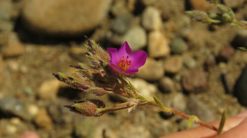 Rock-purslane (Montiopsis umbellata)