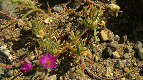 Montiopsis umbellata, photograph 3