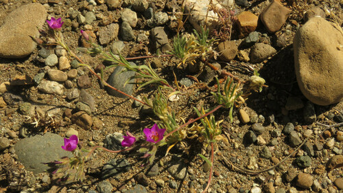 Montiopsis umbellata, photograph 4