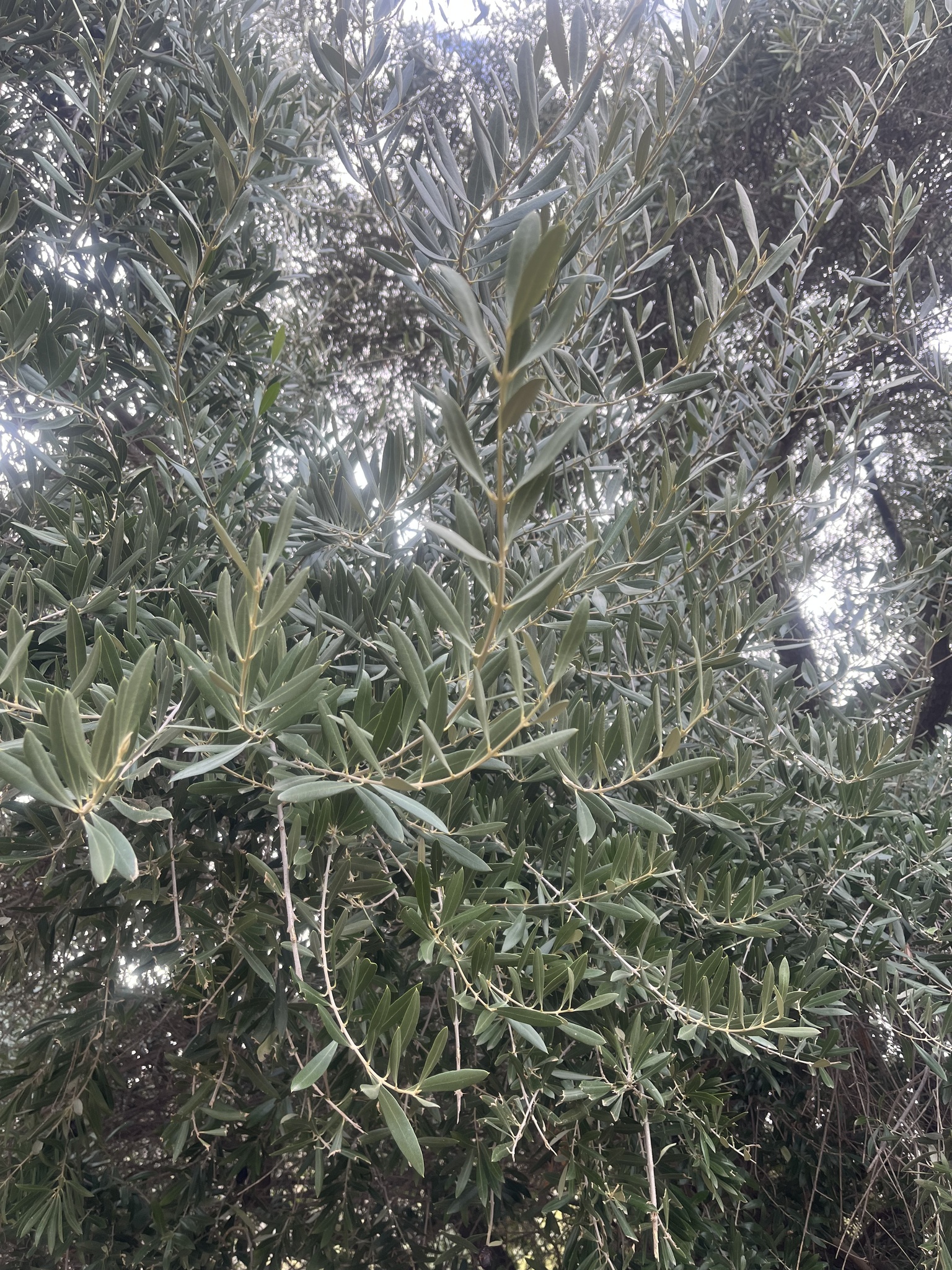 Imagem de Oliveira