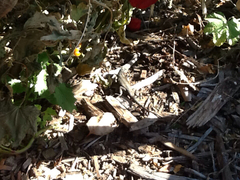 Sceloporus occidentalis