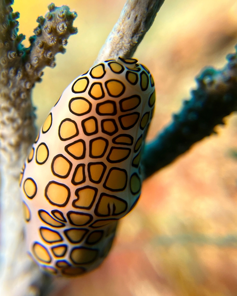 Photo of Flamingo Tongue (Cyphoma gibbosum)