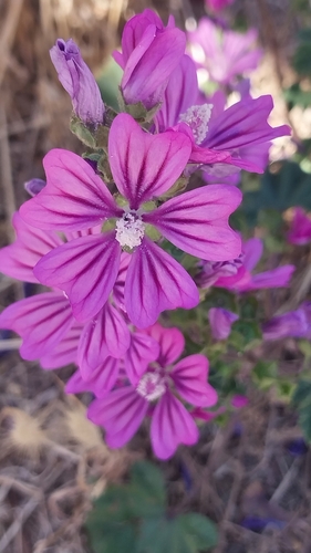 Foto de Malva