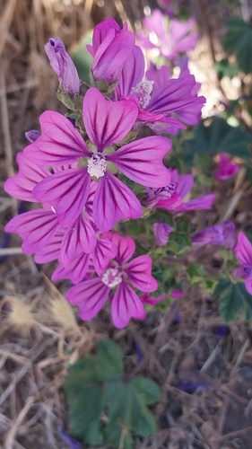 Foto de Malva
