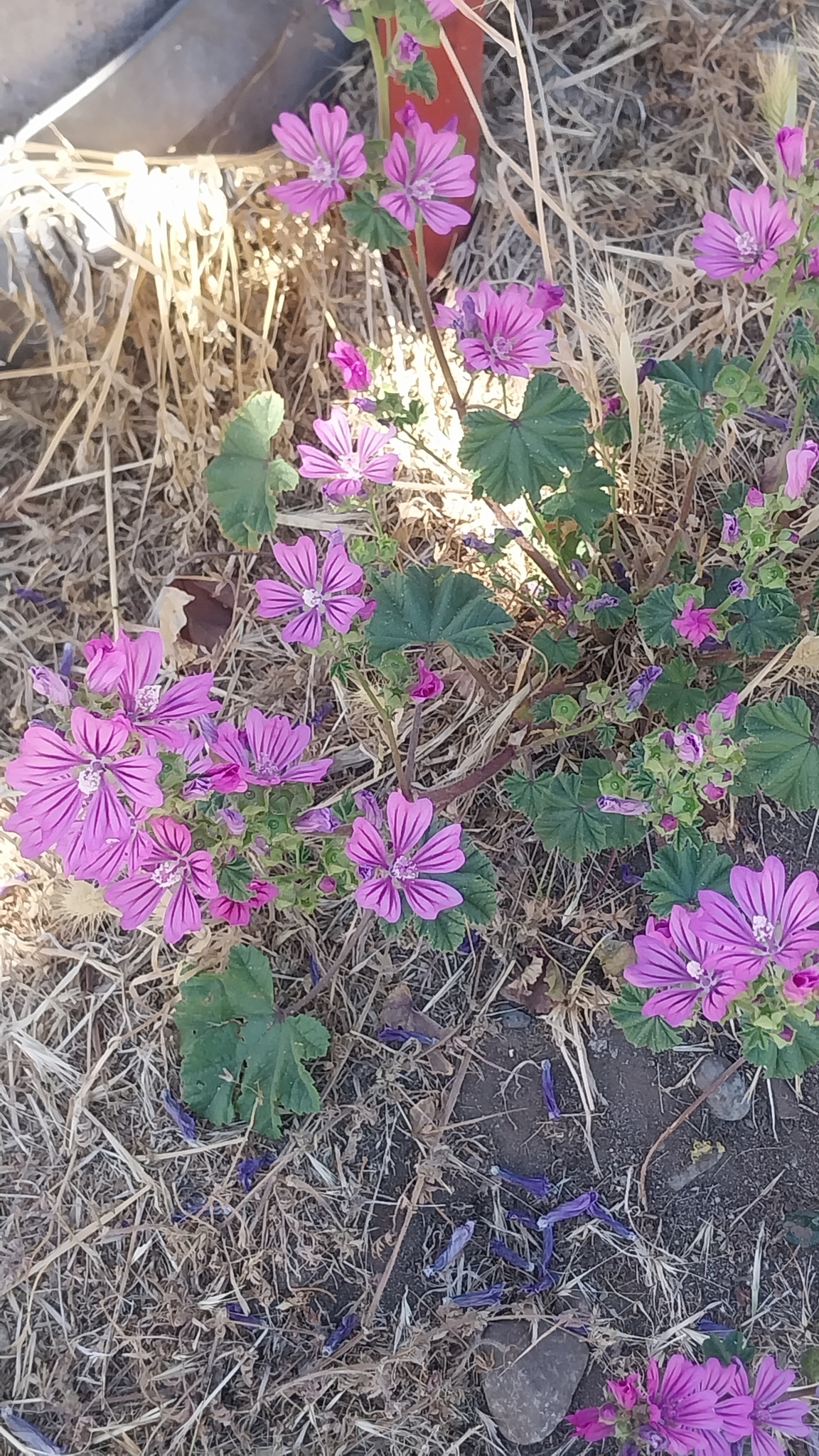 Imagem de Malva