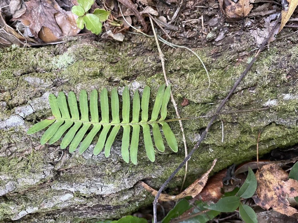 Resurrection Fern In January 2024 By Rockeater INaturalist   Large 