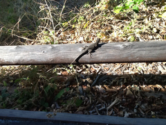 Sceloporus occidentalis