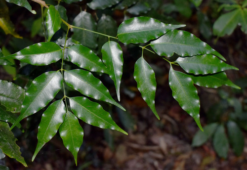 Pimentelia