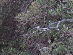 Todiramphus chloris kalbaensis