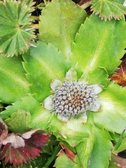 Eryngium humile