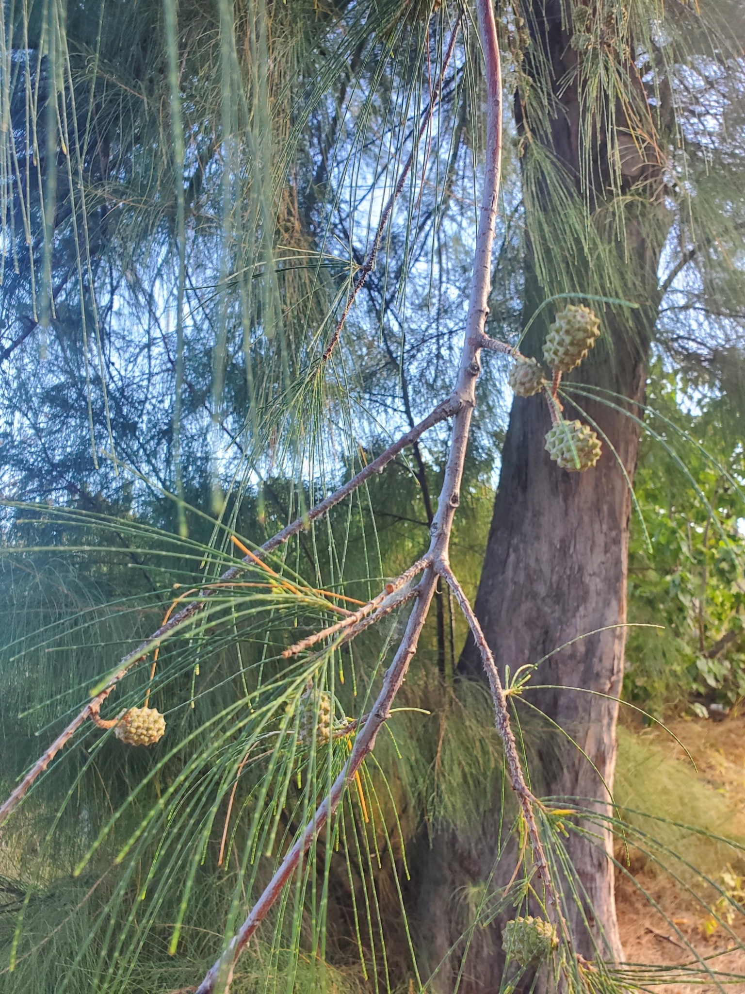 Imagem de Casuarina