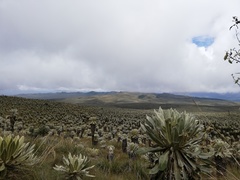 Espeletia pycnophylla