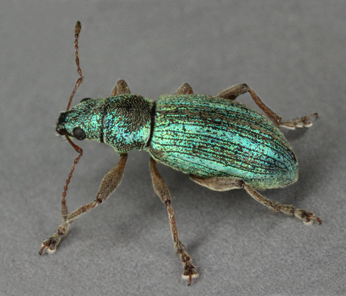 Sea-wormwood Weevil