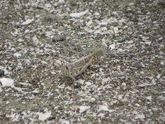 Schistocerca gregaria