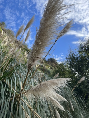 Foto de Capim-dos-pampas