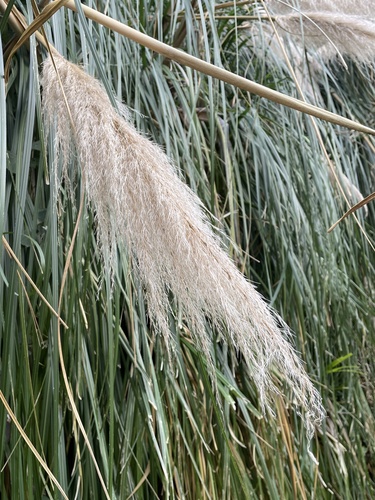 Foto de Capim-dos-pampas
