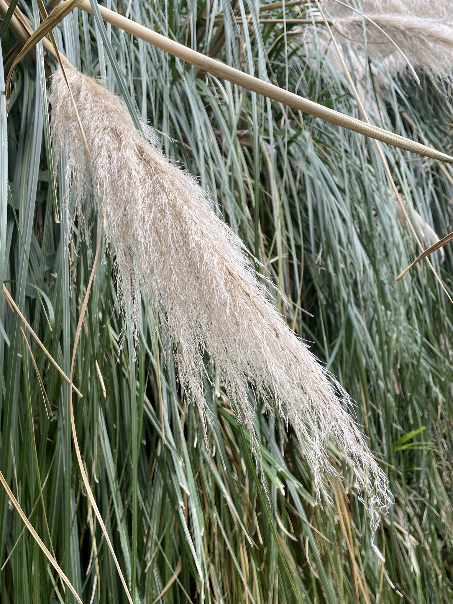 Imagem de Capim-dos-pampas
