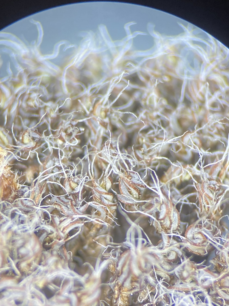 Syntrichia sucrosa