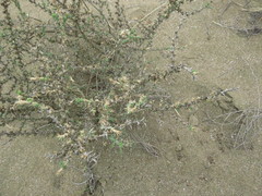 Cornulaca monacantha