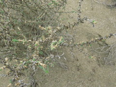 Cornulaca monacantha