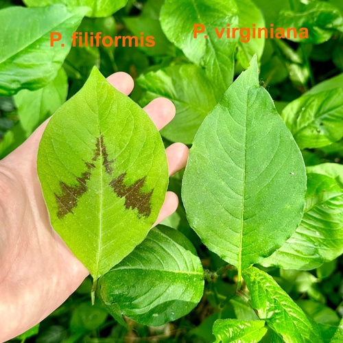 Jumpseed