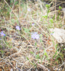 Phacelia campanularia