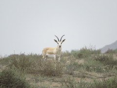 Gazella marica