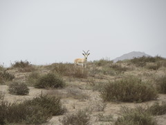 Gazella marica