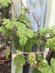 Vitis ficifolia