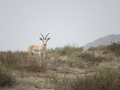 Gazella marica