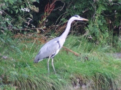 Ardea cinerea