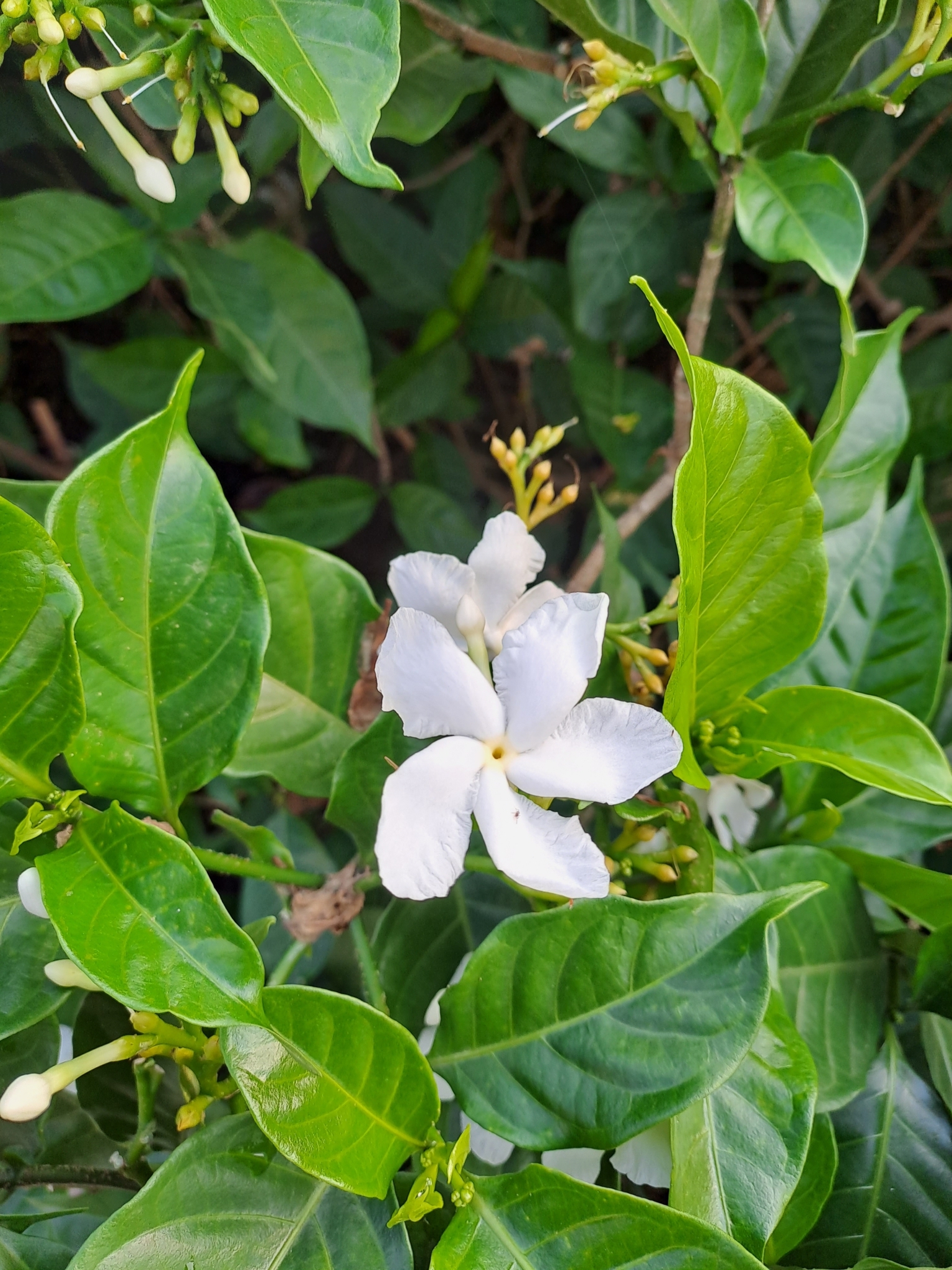 Imagem de Jasmim-laranja