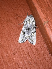 Egira crucialis