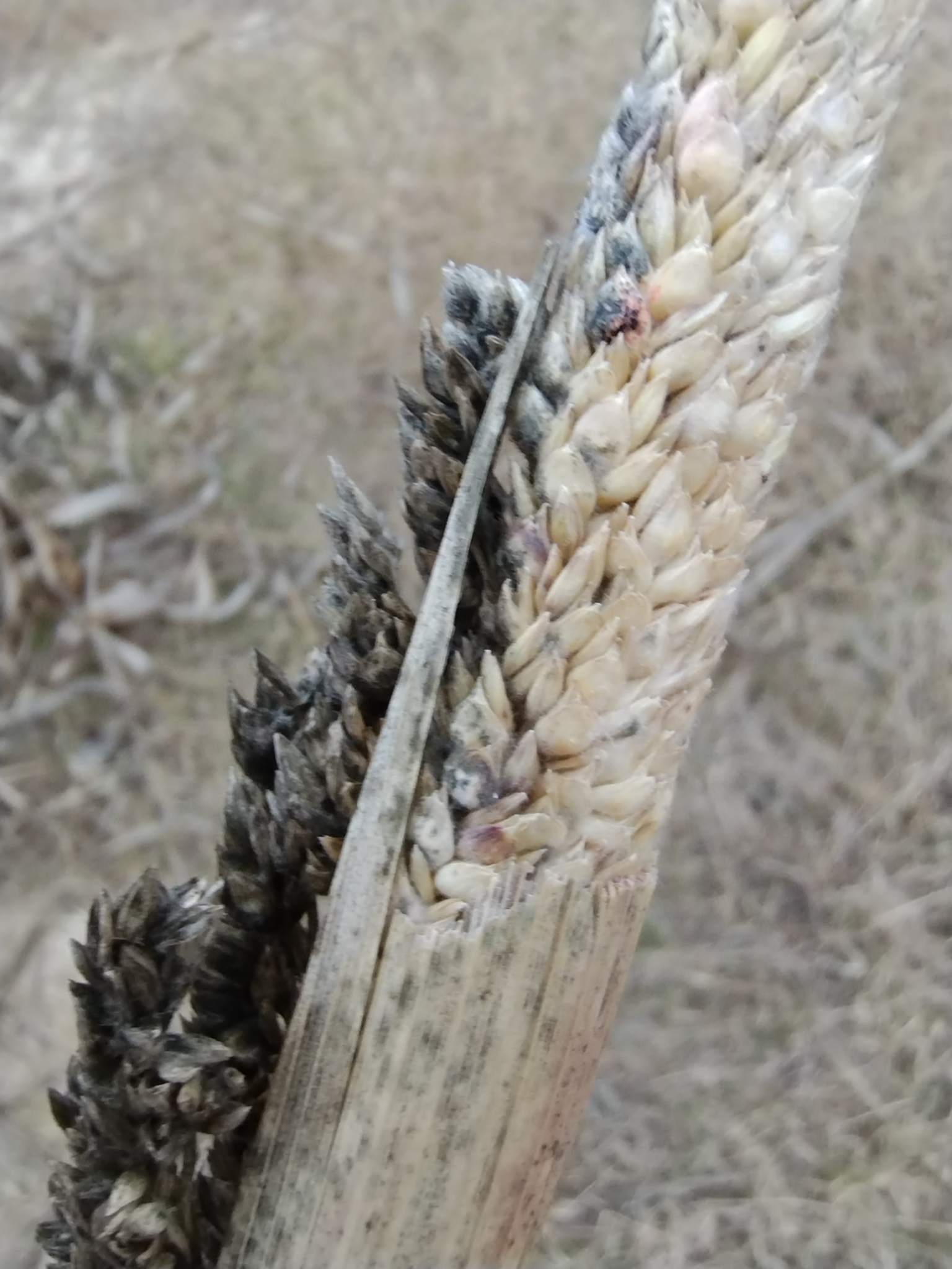 Imagem de Sorgo
