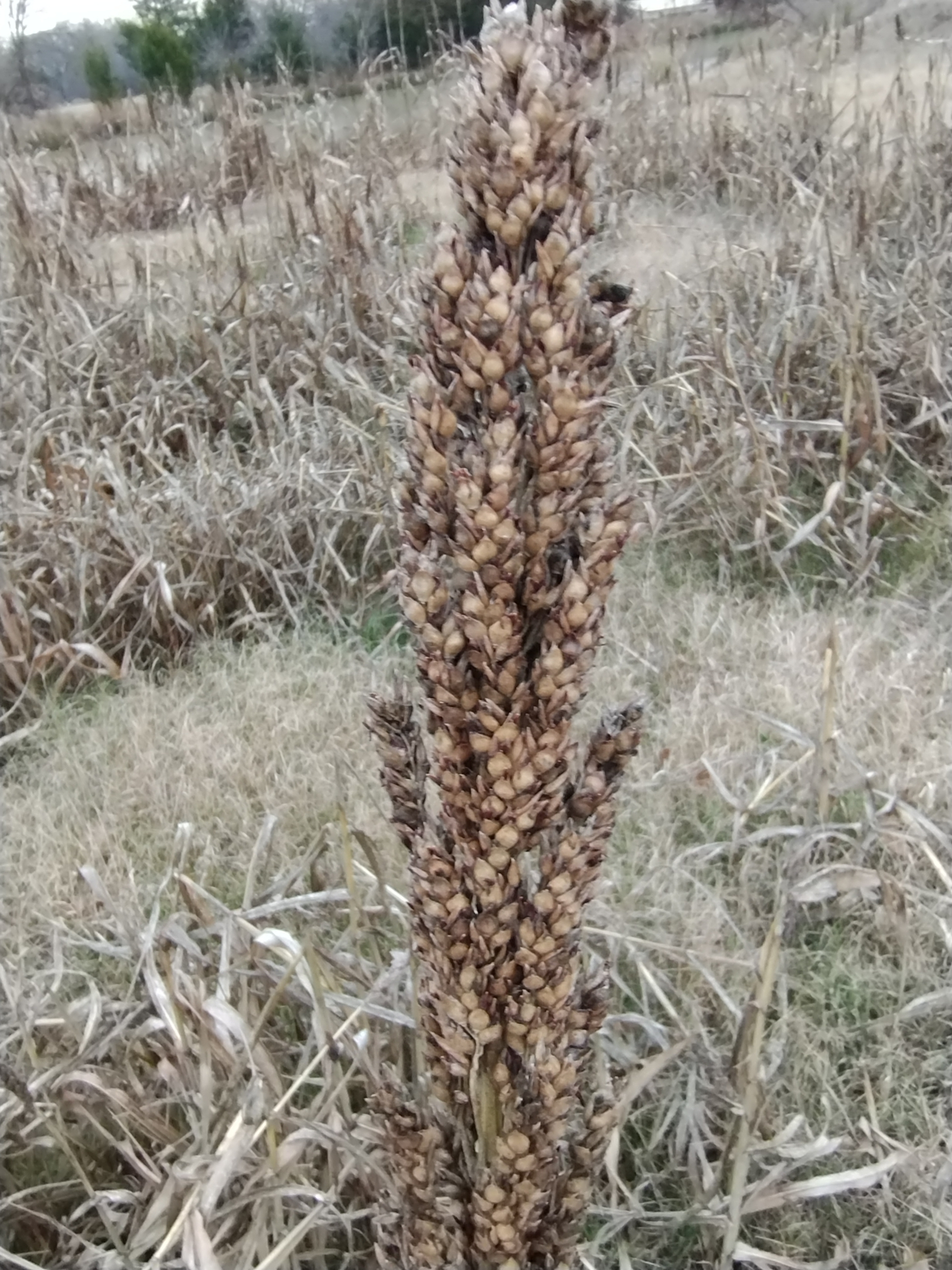 Imagem de Sorgo