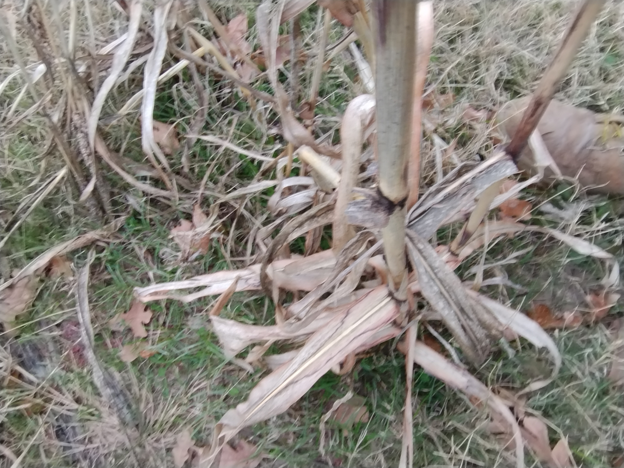 Imagem de Sorgo