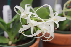 Cyrtorchis chailluana