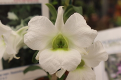 Dendrobium sanderae