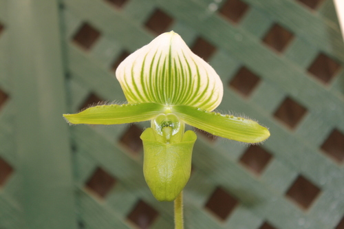 Paphiopedilum lawrenceanum