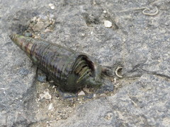 Clibanarius longitarsus