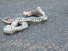Lampropeltis splendida
