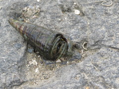 Clibanarius longitarsus