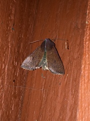 Orthosia transparens