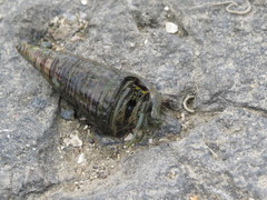 Clibanarius longitarsus