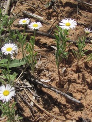 Erigeron bellidiastrum