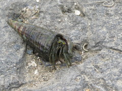 Clibanarius longitarsus